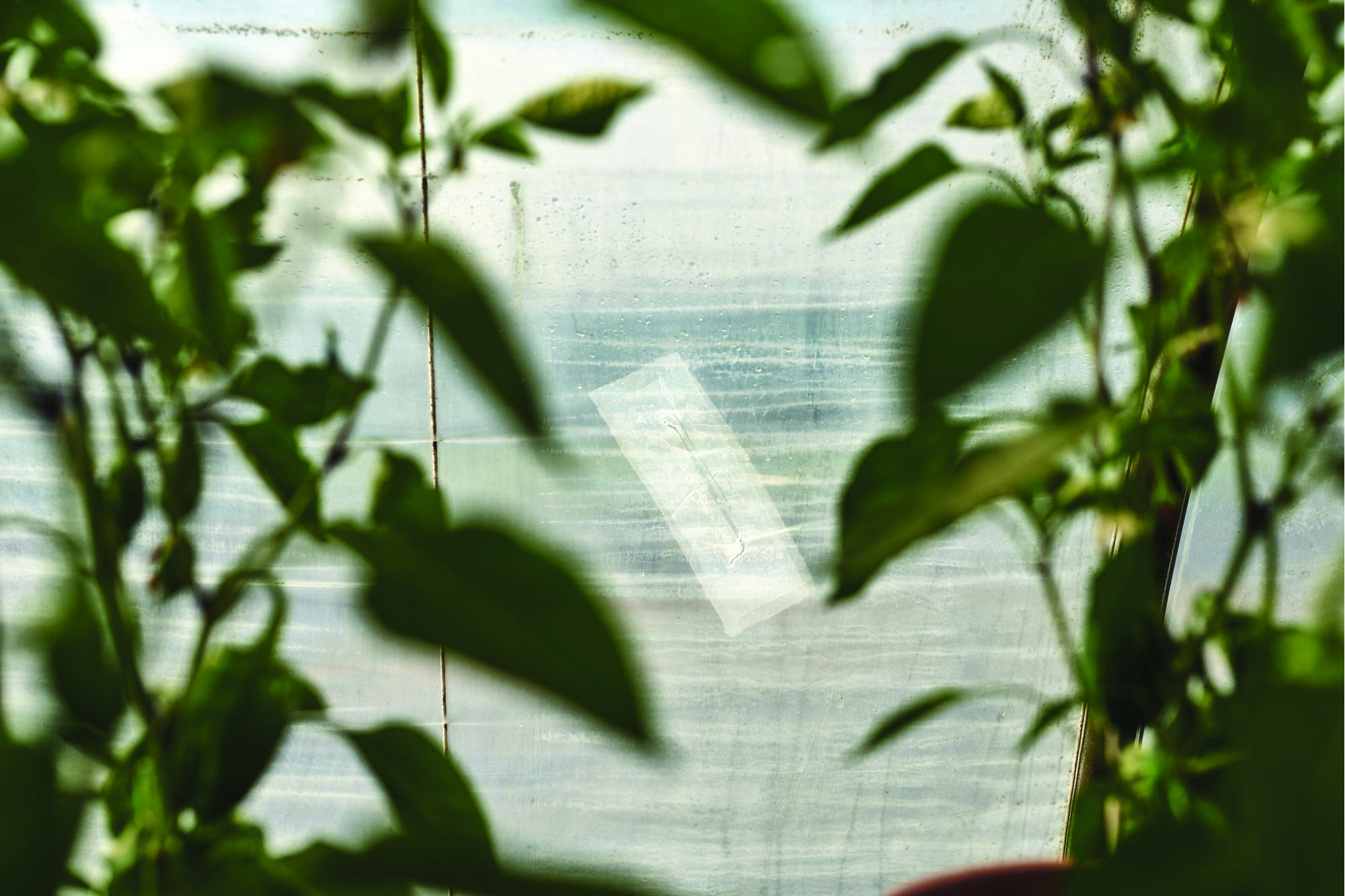 tesa 4646, Gewaechshaus-Reparaturband, 33 m x 100 mm, transparent